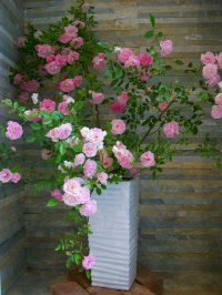 薔薇の季節になりました。