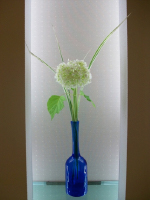 紫陽花の季節になりました。