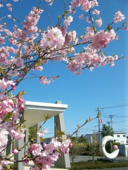 さくら産院の桜が4月の初めに見頃を迎えました。